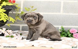 Cane Corso dogs for sale: Iris - Image 2