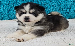 Pomsky dogs for sale: Flint - Image 1