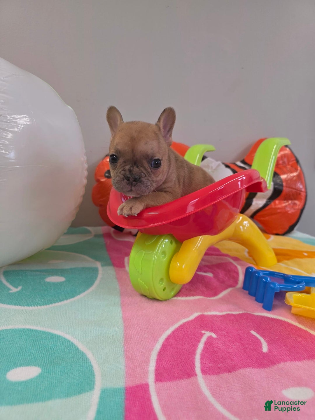 French Bulldog dogs for sale: French Bulldog 5 puppies - Image 11