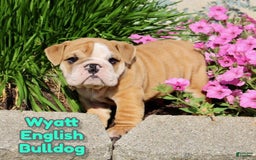 English Bulldog dogs for sale: Wyatt - Image 2