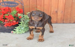 Doberman Pinscher dogs for sale: Dolly - Image 3