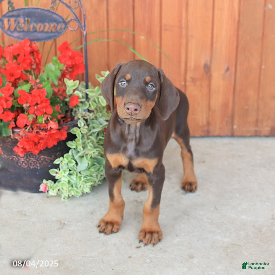 Doberman Pinscher dogs for sale: Dolly - Image 3