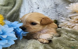 Shihpoo dogs for sale: Maverick - Image 1