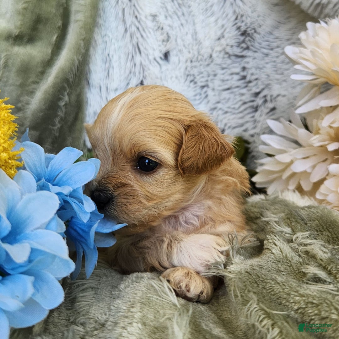 Shihpoo dogs for sale: Maverick - Image 1