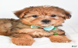 Yorkiepoo dogs for sale: Piper - Image 3