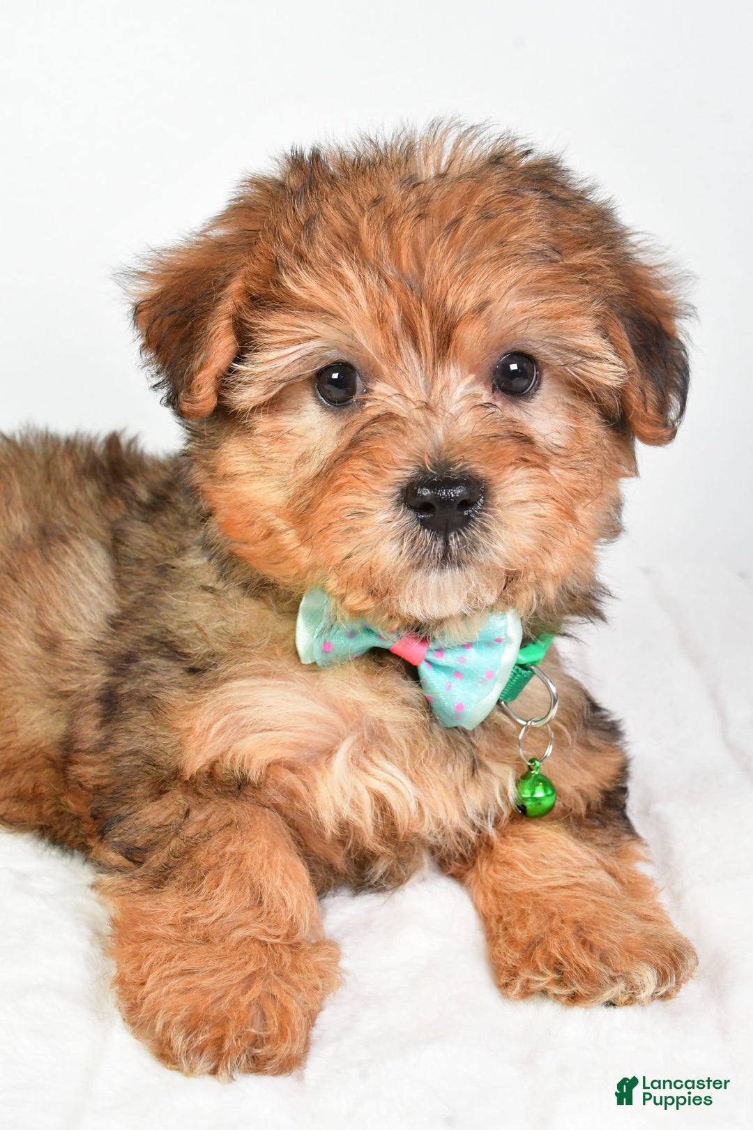 Yorkiepoo dogs for sale: Piper - Image 3