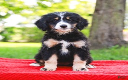 Mini Bernedoodle dogs for sale: Selah - Image 9