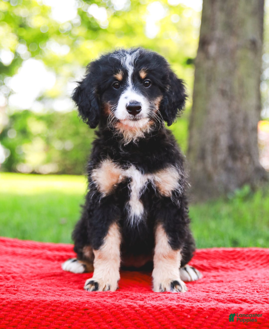 Mini Bernedoodle dogs for sale: Selah - Image 9