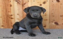 Labrador Retriever dogs for sale: Renee - Image 2