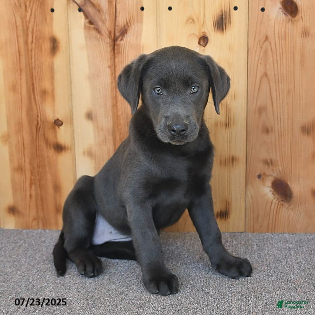 Labrador Retriever dogs for sale: Renee - Image 2