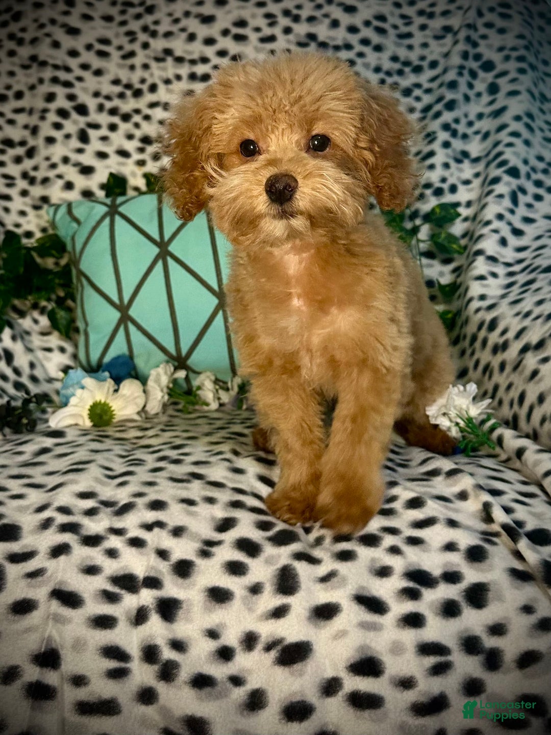 Maltipoo dogs for sale: Hanky - Image 8