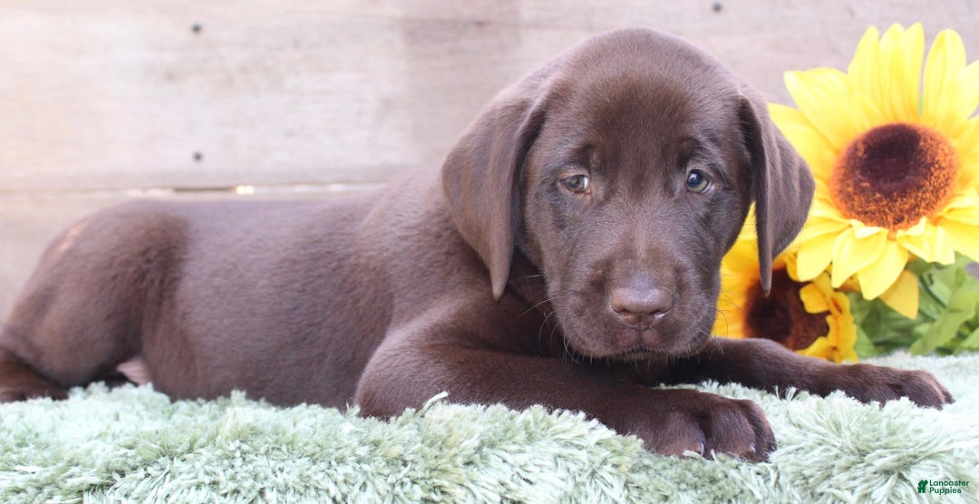 Labrador Retriever dogs for sale: Rocky - Image 4