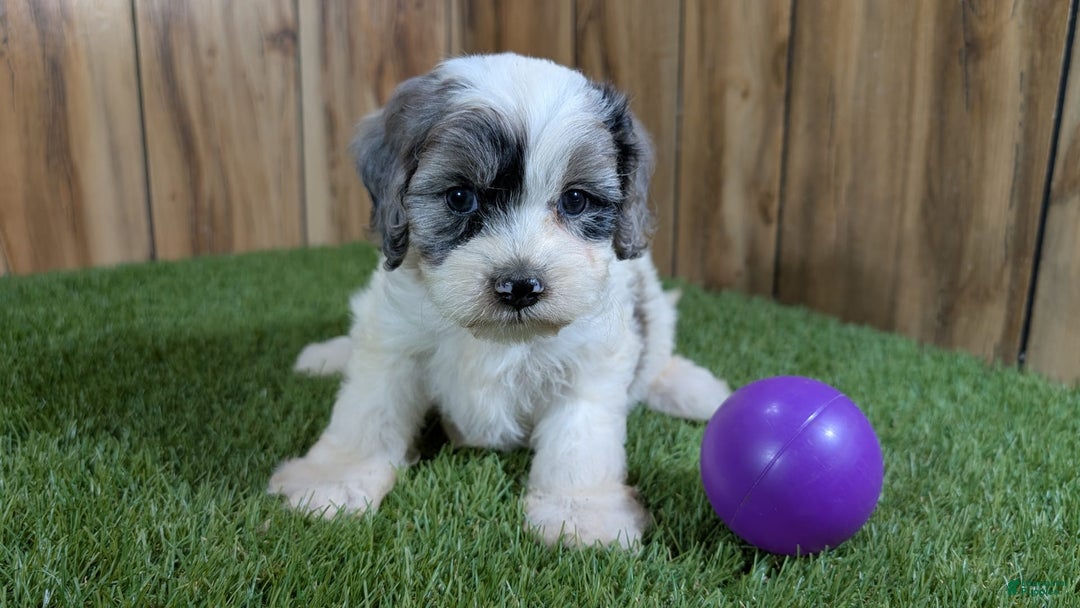 Cavapoo dogs for sale: Bertha Girl 1 - Image 2