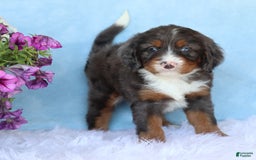 Mini Bernedoodle dogs for sale: Donald - Image 4