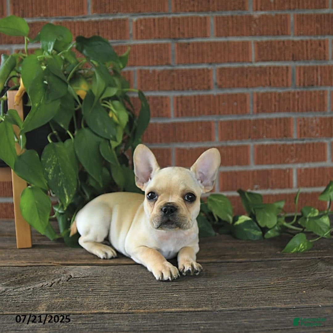 French Bulldog dogs for sale: Lavendar - Image 4