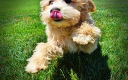 Havapoo dogs for sale: Wags - Image 2