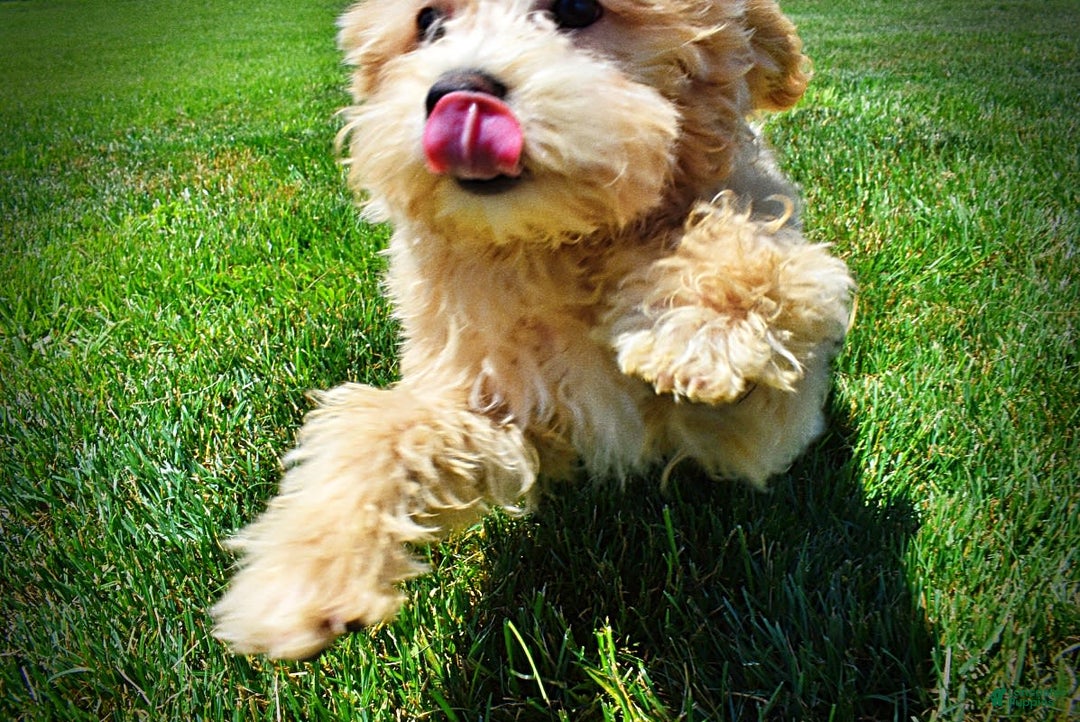 Havapoo dogs for sale: Wags - Image 2