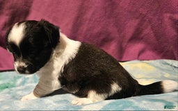 Chihuahua dogs for sale: Mani - Image 18