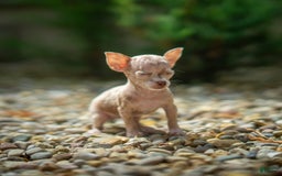 Chihuahua dogs for sale: Sweat Pea - Image 5