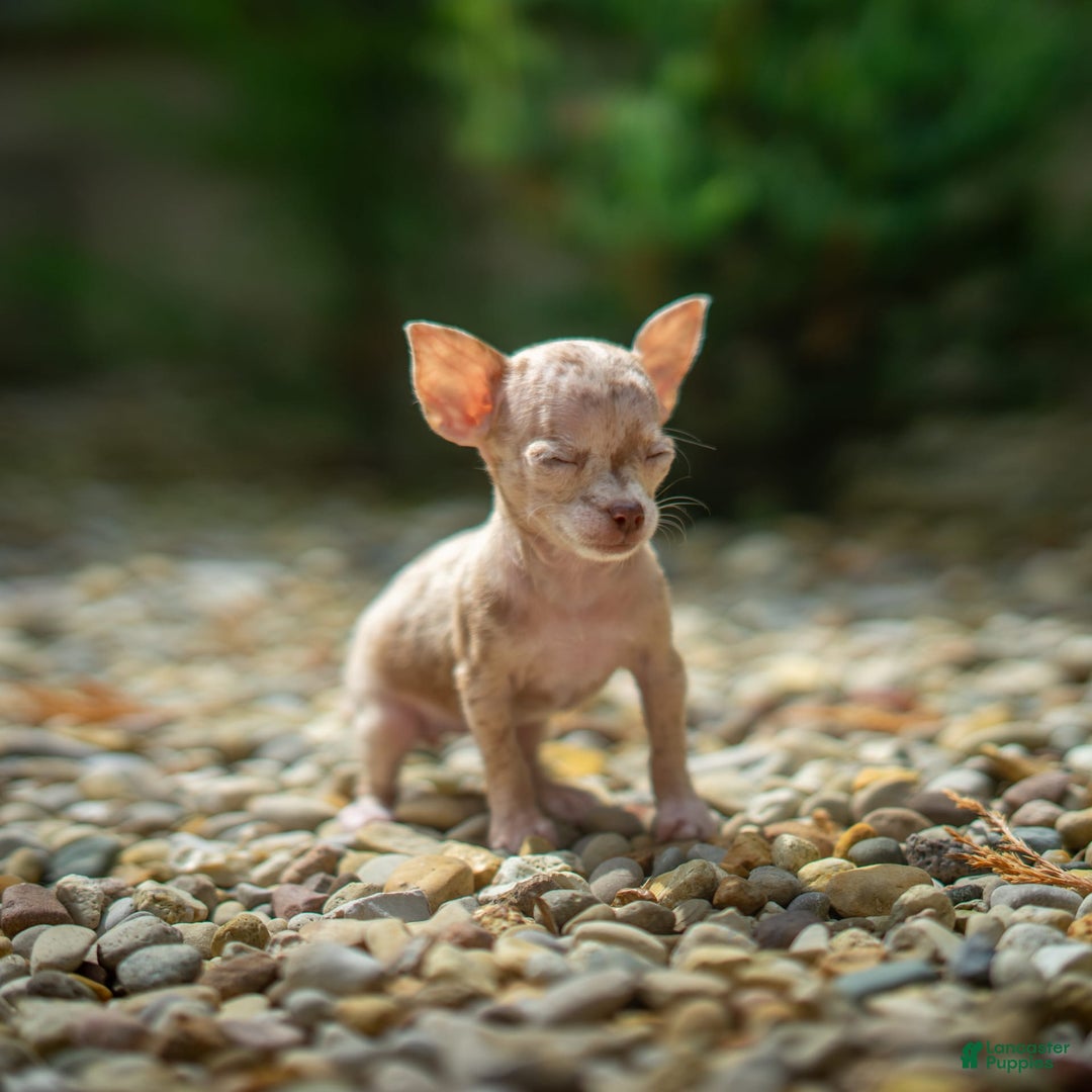 Chihuahua dogs for sale: Sweat Pea - Image 5