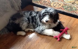 Mini Aussiedoodle dogs for sale: Mini Angel - Image 15