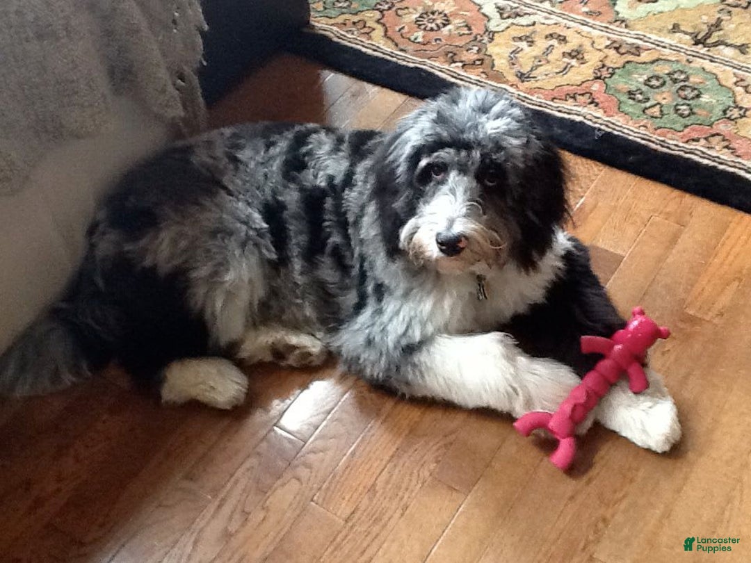 Mini Aussiedoodle dogs for sale: Mini Angel - Image 15