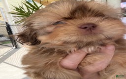 Shih Tzu dogs for sale: Brennan - Image 1
