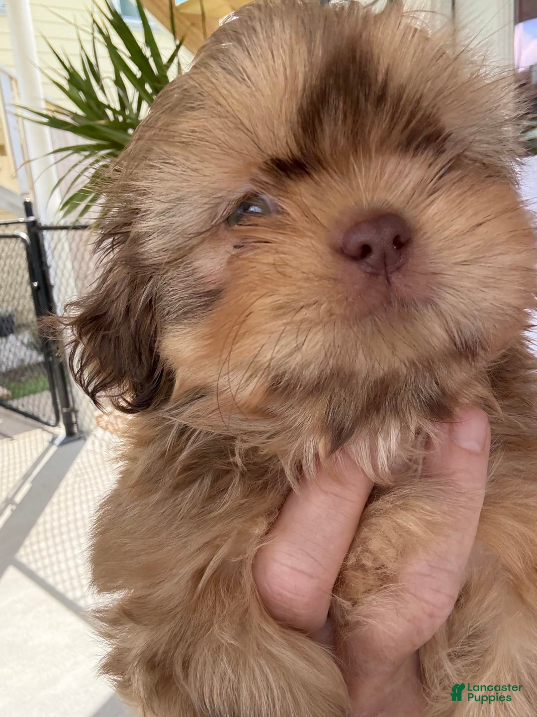 Shih Tzu dogs for sale: Brennan - Image 1