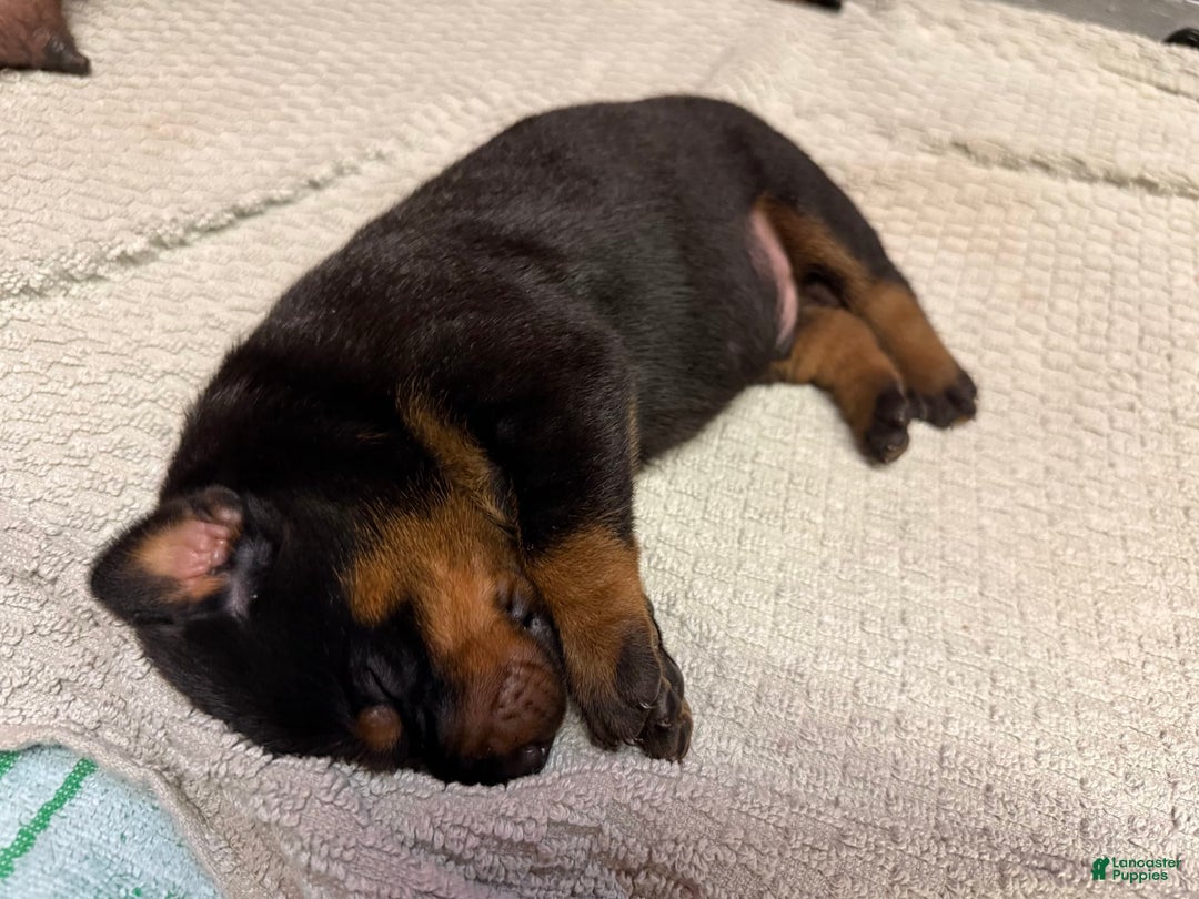 Doberman Pinscher dogs for sale: Male Puppy - Image 14