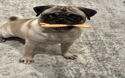 Pug dogs for sale: Potato - Image 7