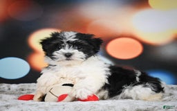 Havanese dogs for sale: Lexi - Image 9