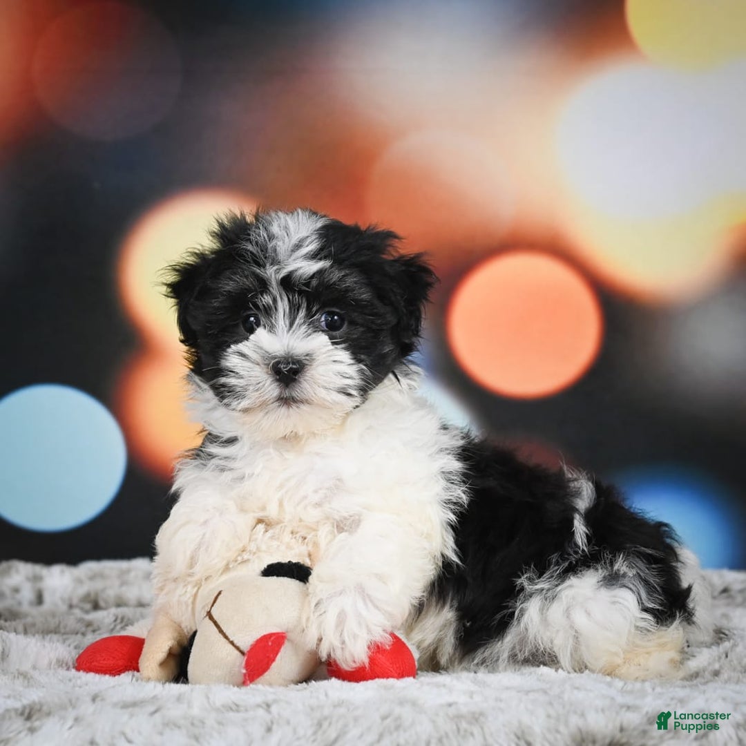 Havanese dogs for sale: Lexi - Image 9