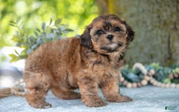 Shihpoo dogs for sale: Mikki - Image 4