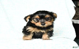 Yorkshire Terrier dogs for sale: Cash - Image 6