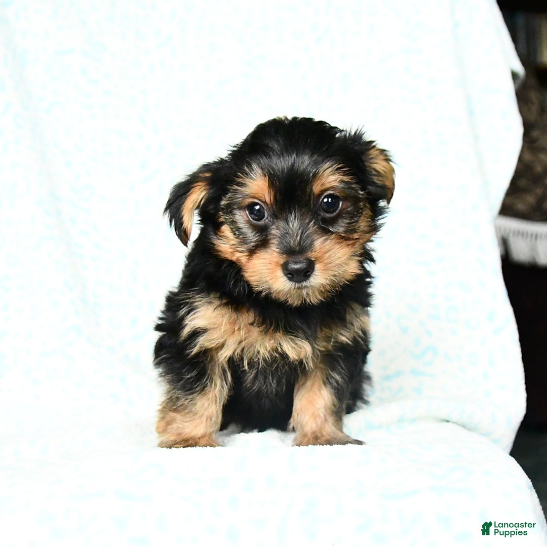 Yorkshire Terrier dogs for sale: Cash - Image 6