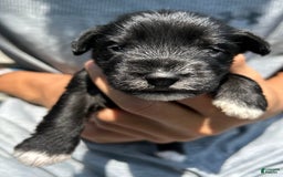 Miniature Schnauzer dogs for sale: Mia - Image 1