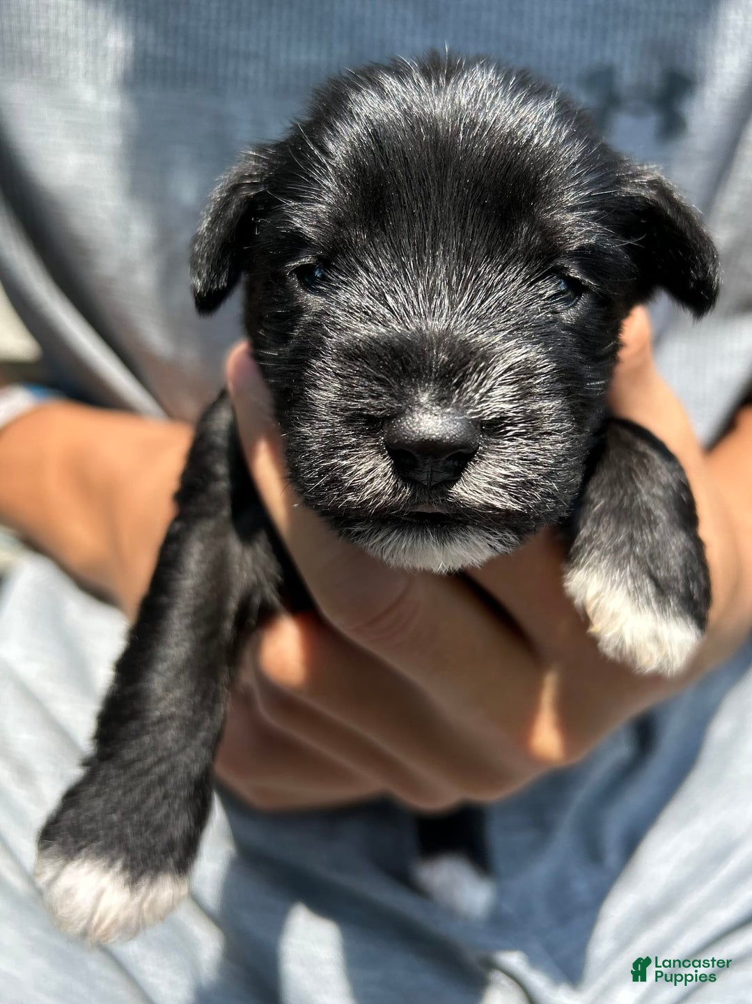 Miniature Schnauzer dogs for sale: Mia - Image 1