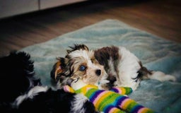 Yorkshire Terrier dogs for sale: Beanie - Image 8