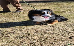 Australian Shepherd dogs for sale: Sky - Image 8
