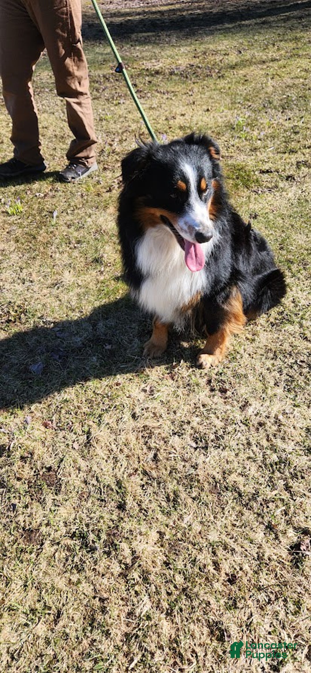 Australian Shepherd dogs for sale: Sky - Image 8