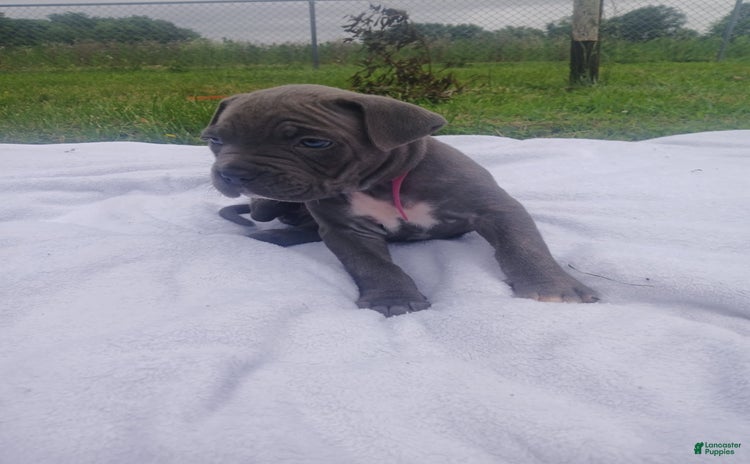 Cane Corso dogs - Advert 12