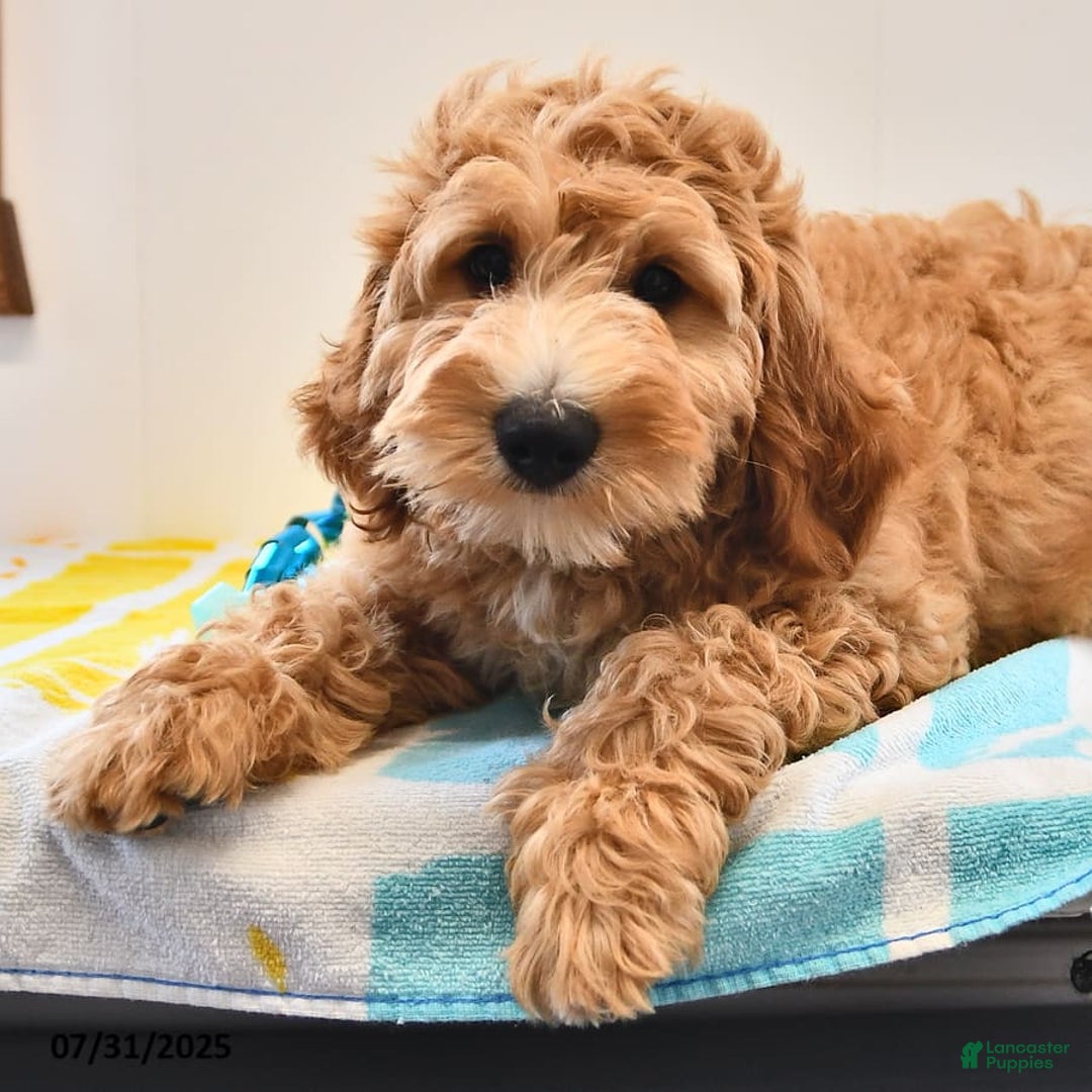 Mini Goldendoodle dogs for sale: Dancer - Image 2