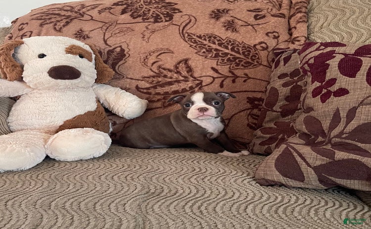 Boston Terrier dogs for sale - Ad 2