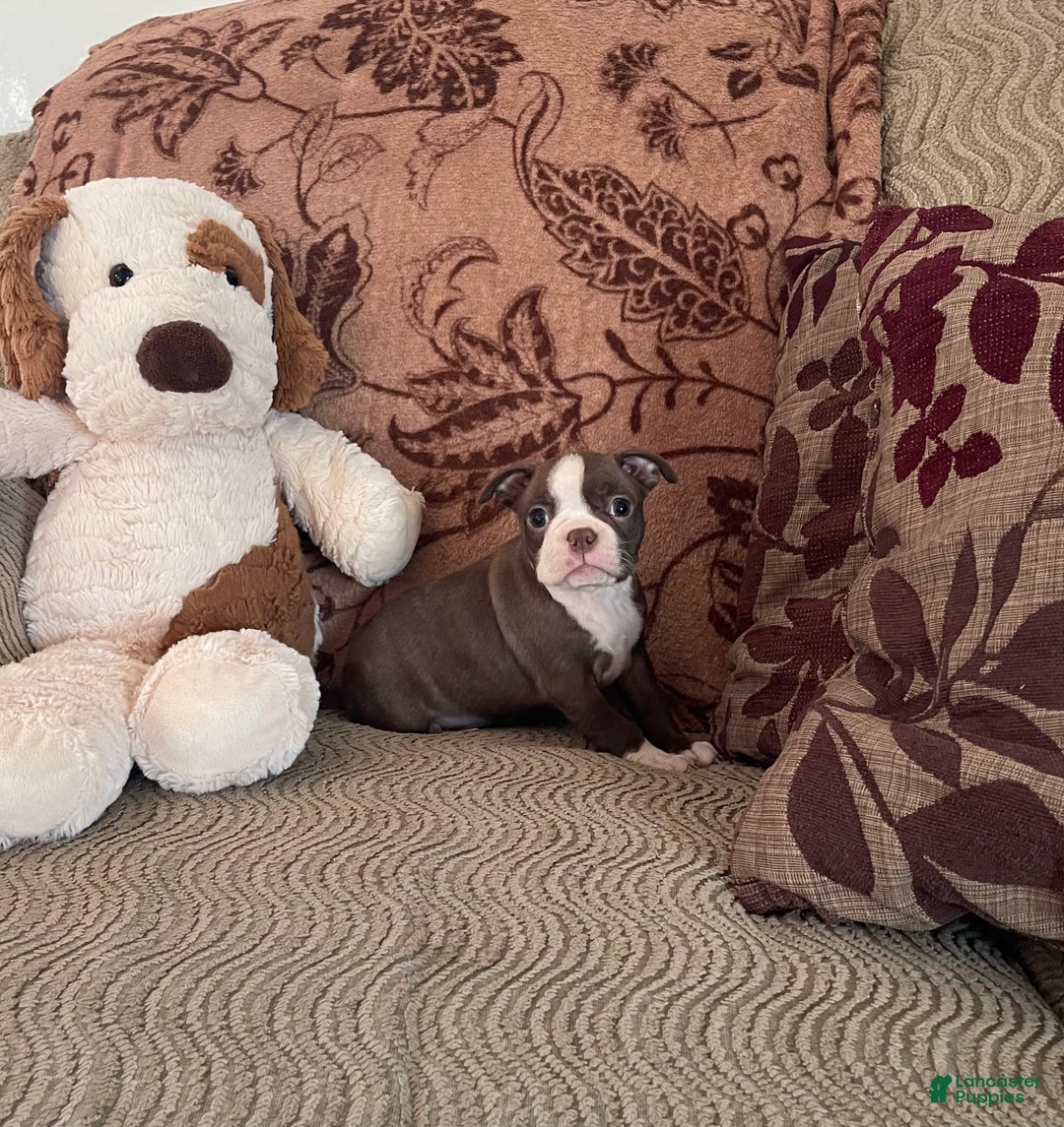 Boston Terrier dogs for sale: Tracy - Image 1