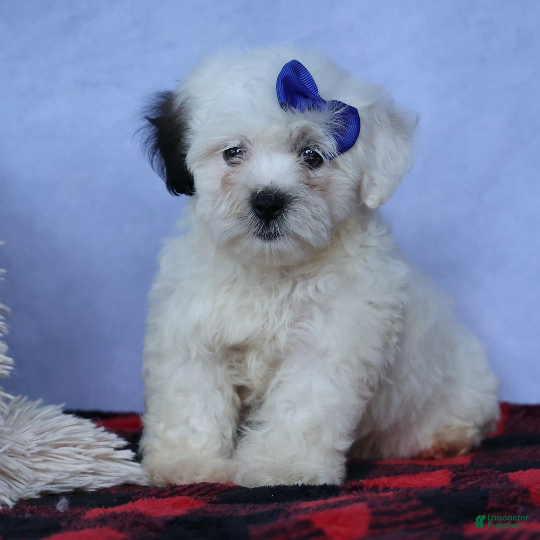 Shihpoo dogs for sale: Captain - Image 11