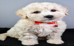 Bichpoo dogs for sale: Splash - Image 1