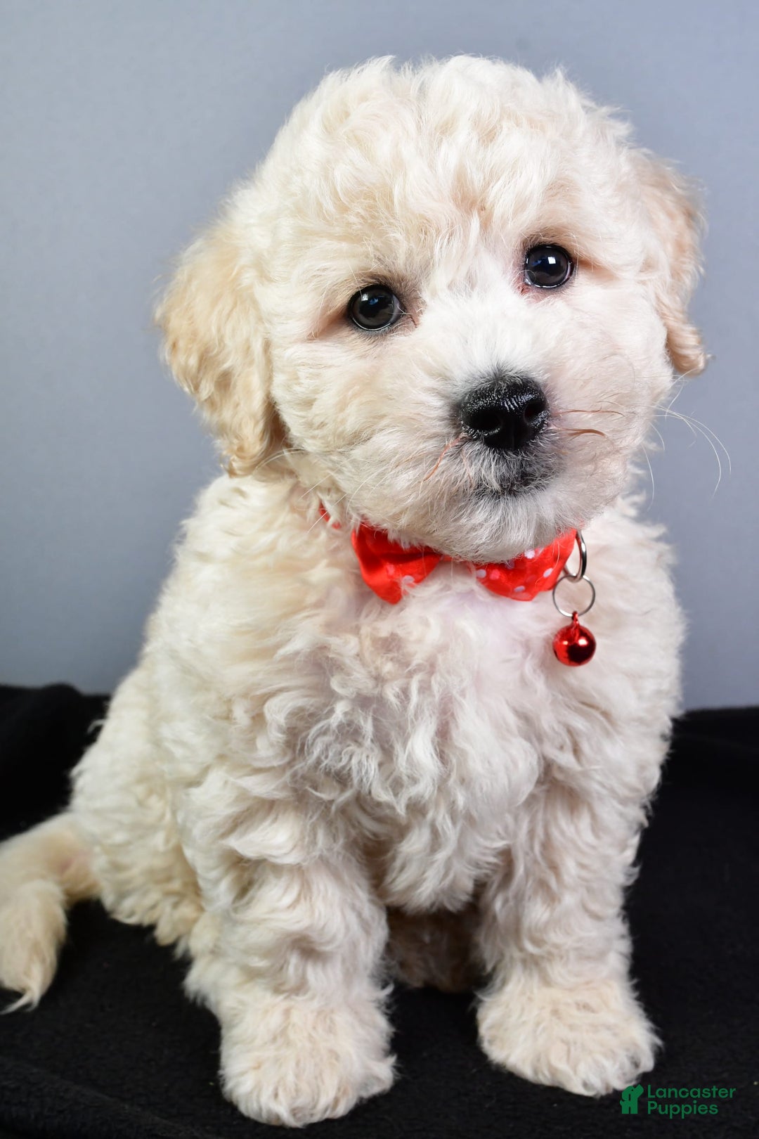 Bichpoo dogs for sale: Splash - Image 1