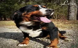 Bernedoodle dogs for sale: Honey - Image 2