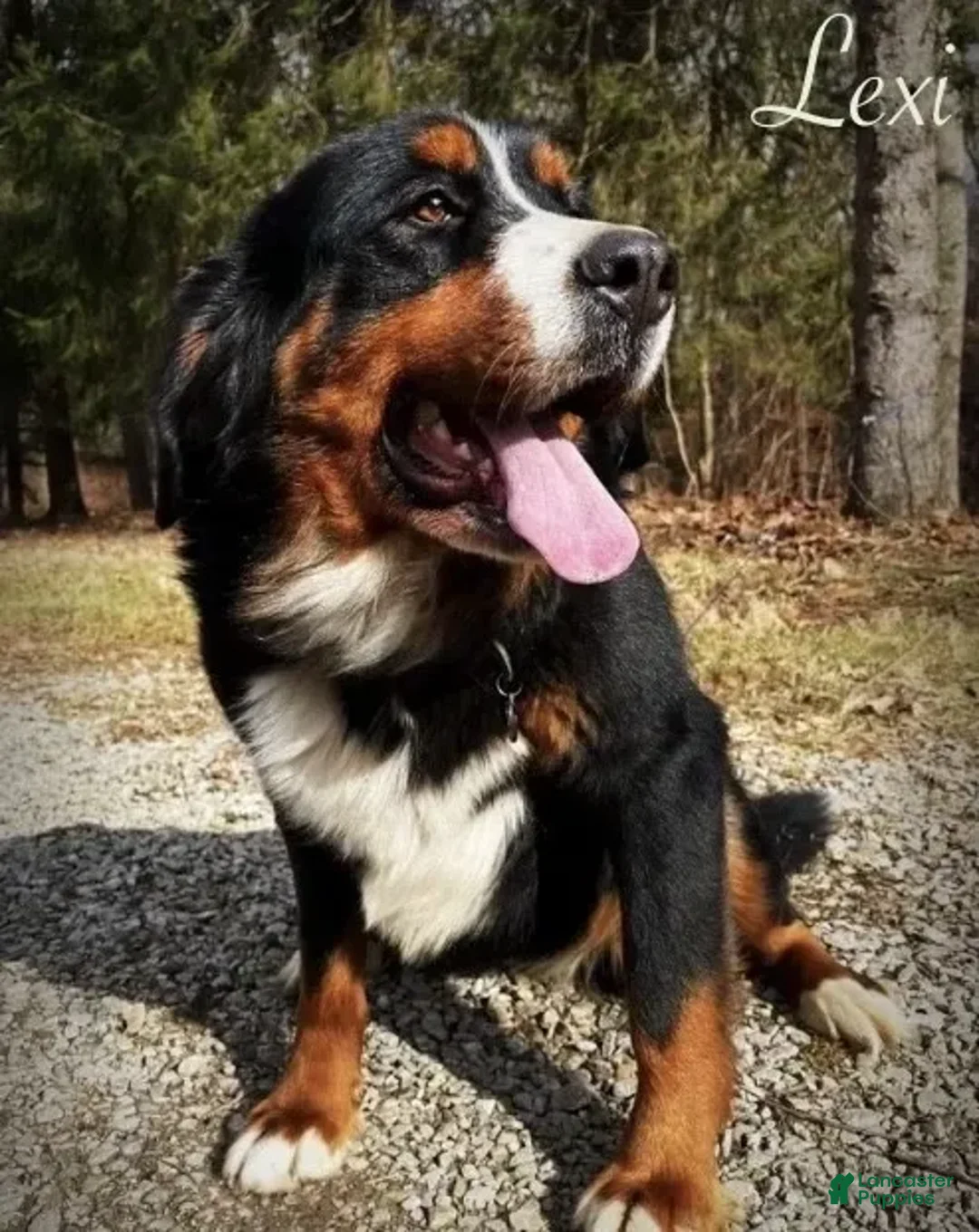 Bernedoodle dogs for sale: Honey - Image 2