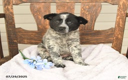 Australian Cattle Dog dogs for sale: Max - Image 1